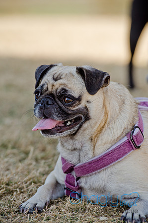 Pug Play Date-35