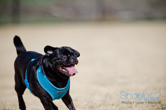 Pug Play Date-10