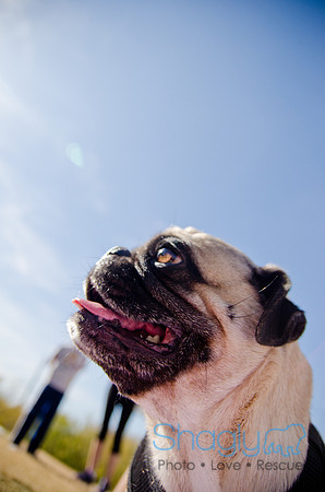 Pug Play Date-52