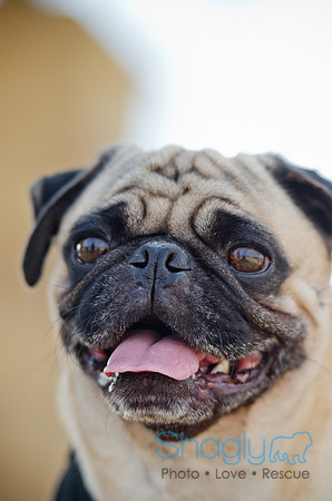 Pug Play Date-12