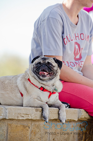 Pug Play Date-31