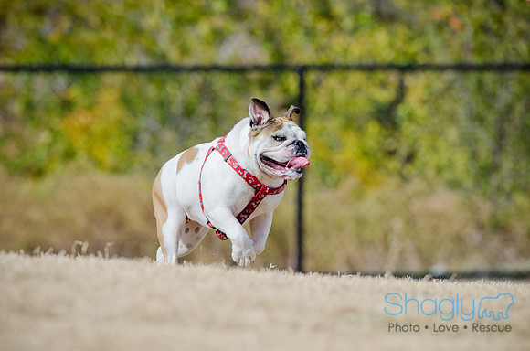 Pug Play Date-36