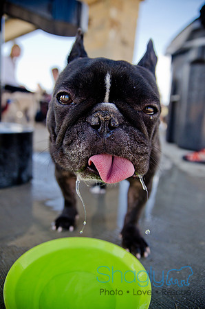 Pug Play Date-62