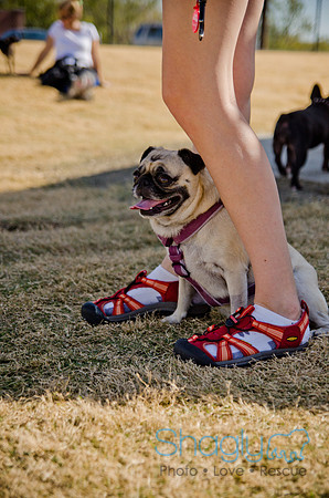 Pug Play Date-60