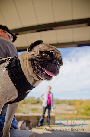 Pug Play Date-64