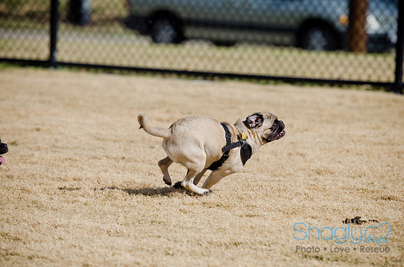 Pug Play Date-43