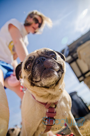 Pug Play Date-58