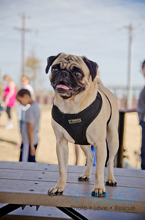 Pug Play Date-67