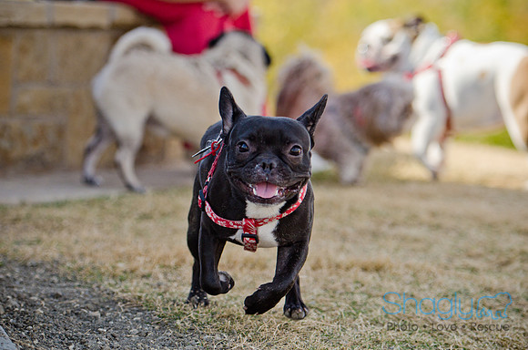 Pug Play Date-25