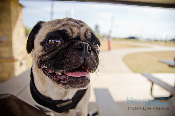 Pug Play Date-50