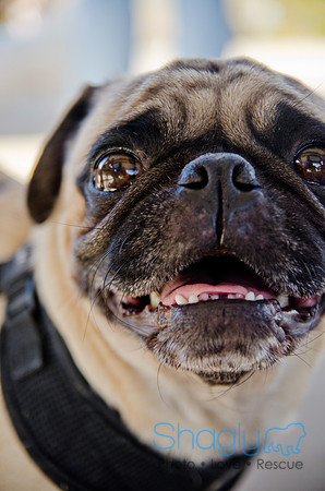 Pug Play Date-63