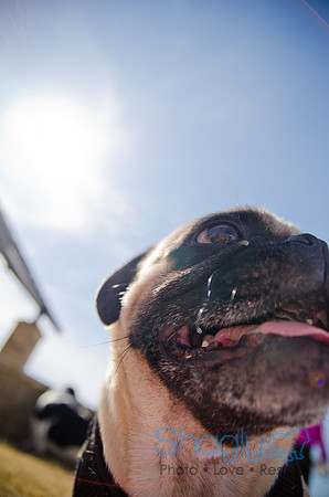 Pug Play Date-51