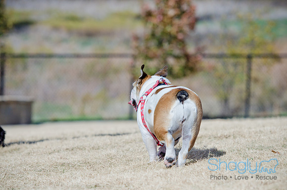 Pug Play Date-33
