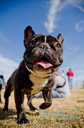 Pug Play Date-57