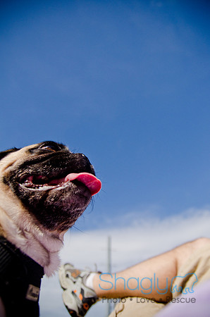 Pug Play Date-53