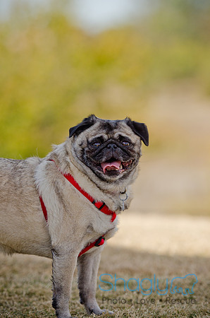 Pug Play Date-24