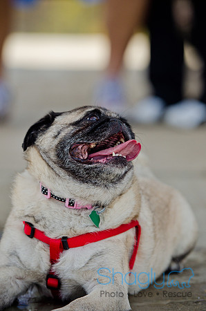 Pug Play Date-23