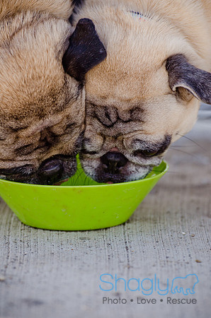 Pug Play Date-40