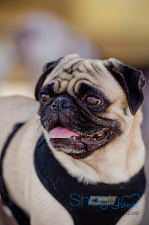 Pug Play Date-30