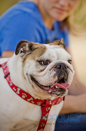 Pug Play Date-21