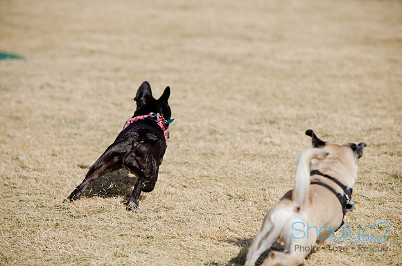 Pug Play Date-42
