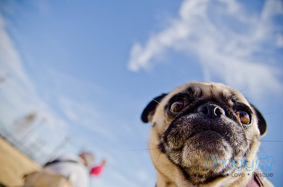 Pug Play Date-56