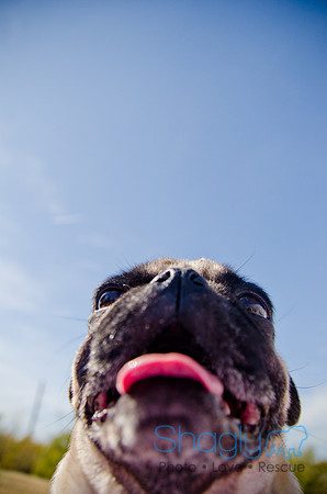 Pug Play Date-54