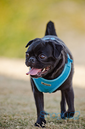 Pug Play Date-26