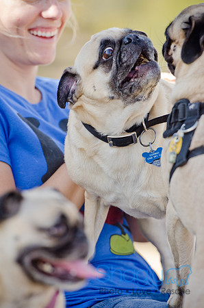 Pug Play Date-34