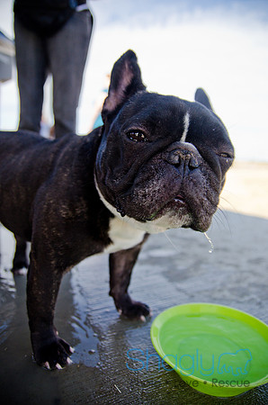 Pug Play Date-61