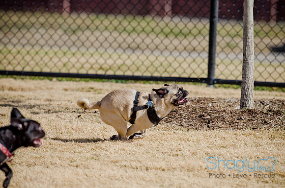 Pug Play Date-44