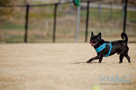 Pug Play Date-6