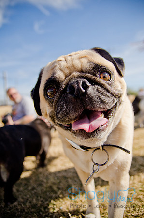 Pug Play Date-59