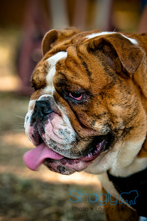 Dog Days of Denton2010-48