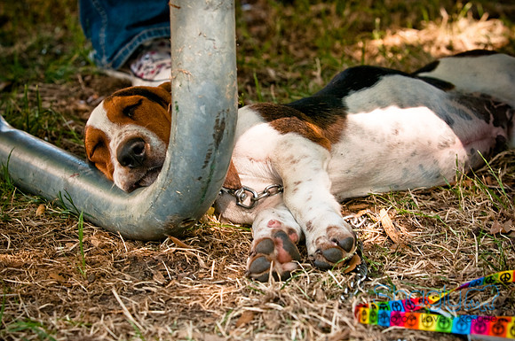 Dog Days of Denton2010-42