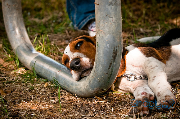 Dog Days of Denton2010-45