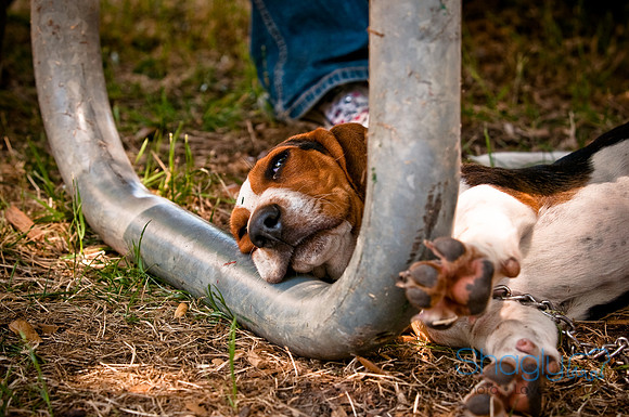 Dog Days of Denton2010-46
