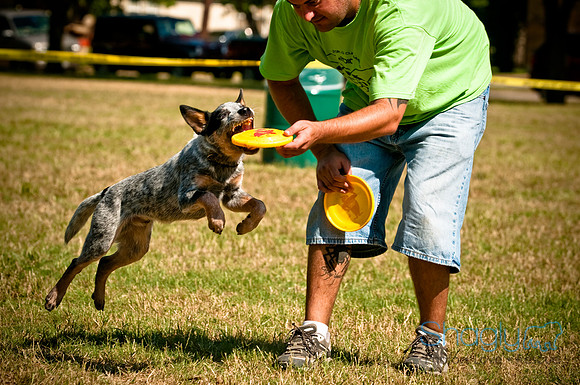 Dog Days of Denton2010-14
