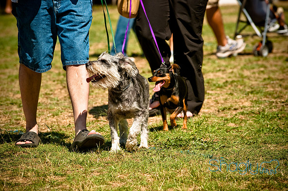Dog Days of Denton2010-36