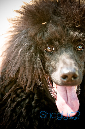 Dog Days of Denton2010-50