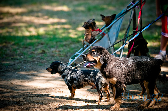 Dog Days of Denton2010-52