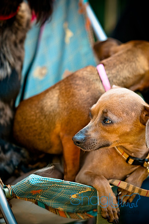 Dog Days of Denton2010-27