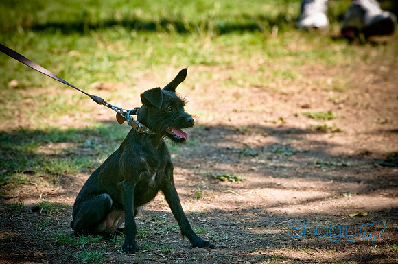 Dog Days of Denton2010-35