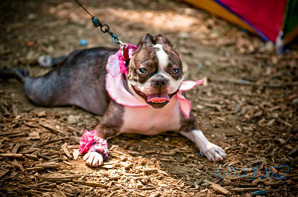 Dog Days of Denton2010-30