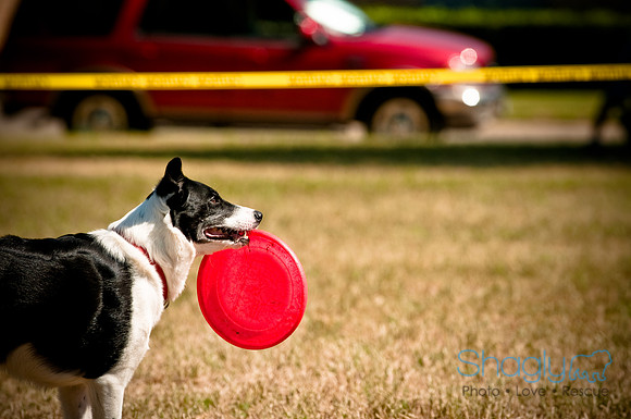 Dog Days of Denton2010-12