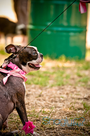 Dog Days of Denton2010-39