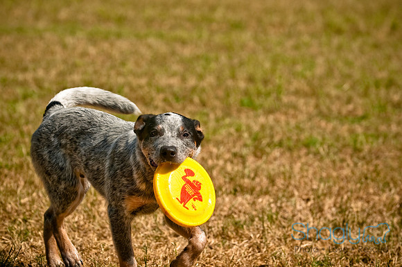 Dog Days of Denton2010-15