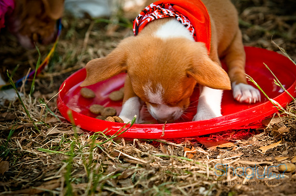 Dog Days of Denton2010-41