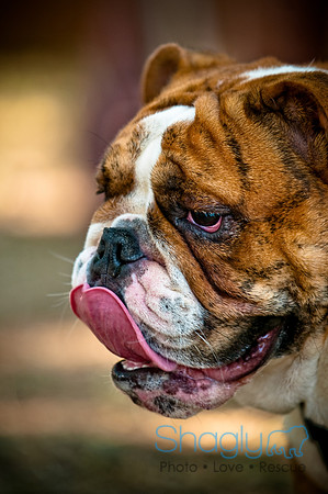 Dog Days of Denton2010-49