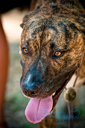 Dog Days of Denton2010-25